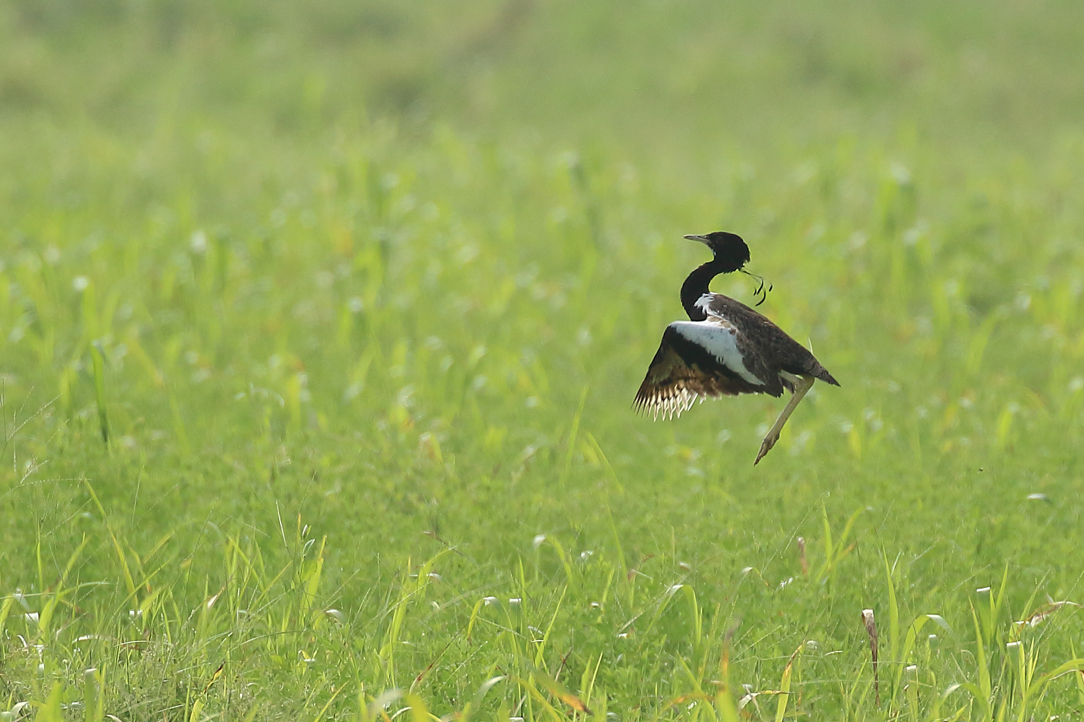 Lesser Florican
